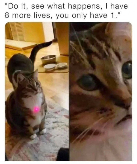 Cat Snaps Featuring Both Wholesomeness and Adorability