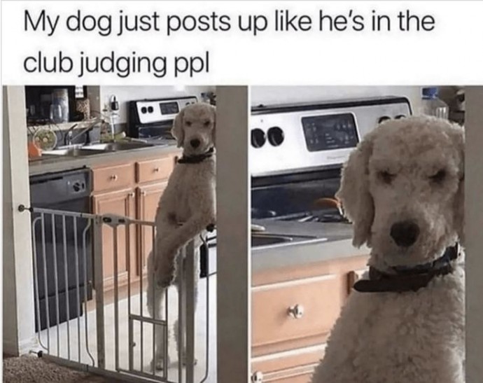 Great Dog Memes for the Emotionally Supportive Scroll