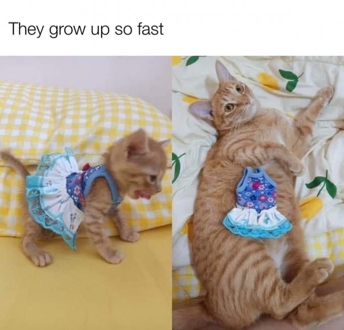 Purrrfect Cat Memes to Start Your Day With