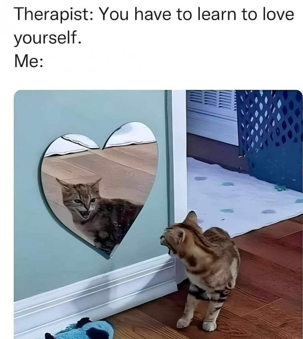 Purrrfect Cat Memes to Start Your Day With