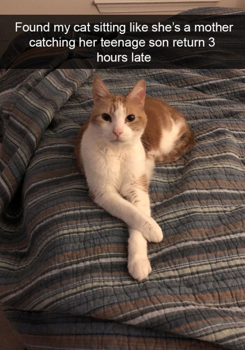 Absolutely Amazing Cat Snaps for Sunday