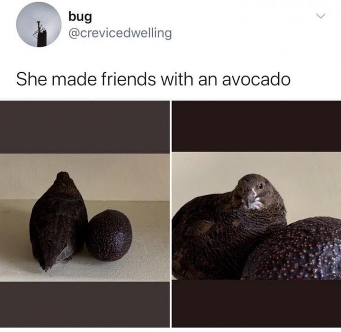 The Ideal Balance Between Funny and Wholesome Animals