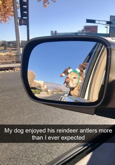 Hilarious snapchats of pets trying to get into the Christmas spirit