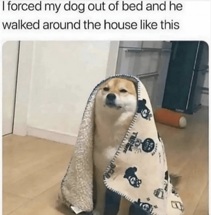 Too Funny and Wholesome Animal Memes for You