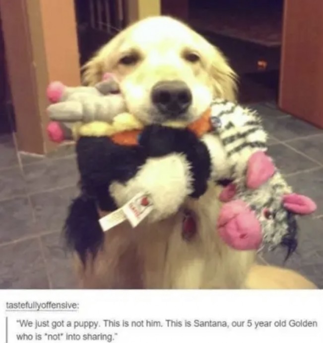 Tumblr Posts About Puppies and Kittens That'll Make Your Day Instantly Better