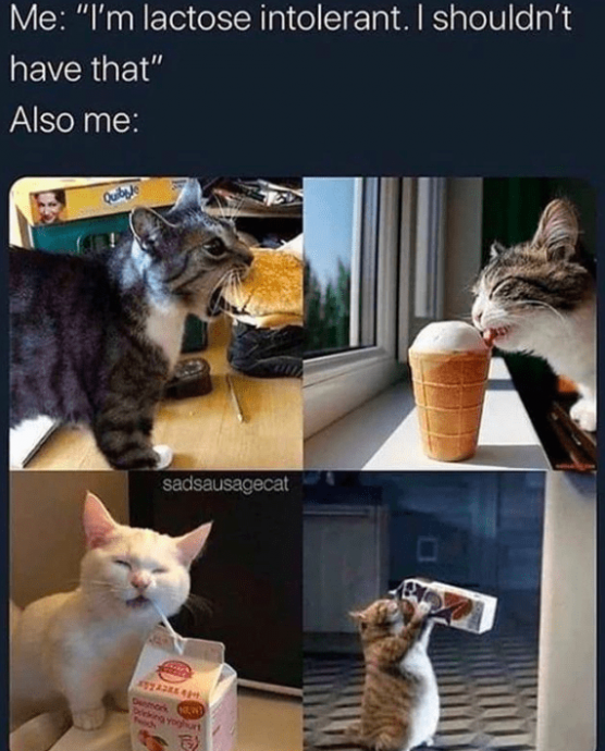 Relatable Feline Memes for Every Cat Owner
