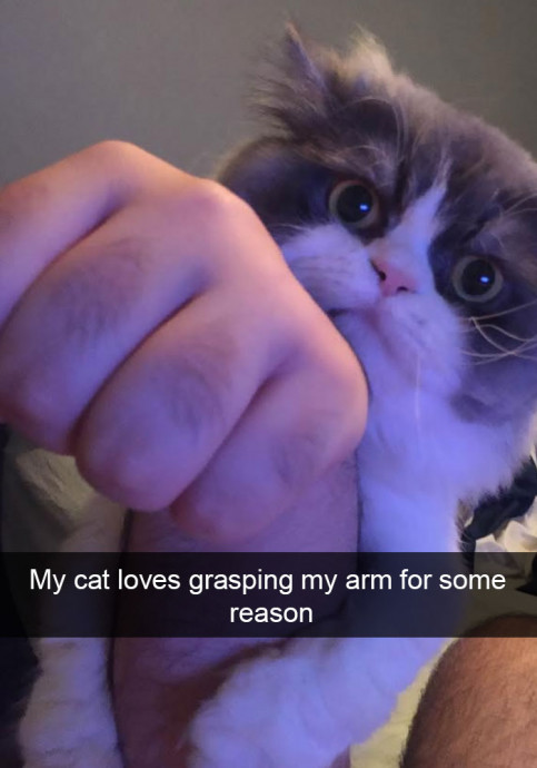 Funny Cat Snaps That Will Definitely Have You Smiling