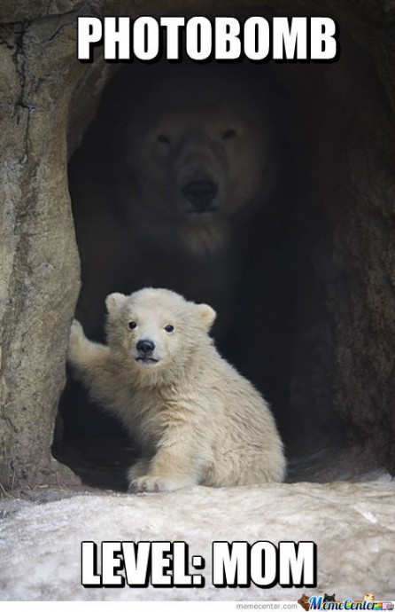 Some funny bears