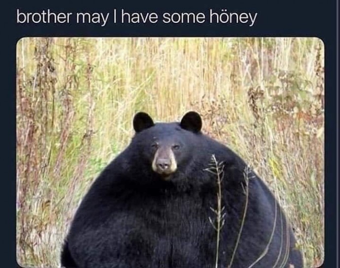 The Funniest Bear Pics to Make You Laugh a Bit