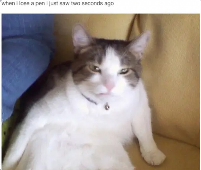 Memes That Will Have Your Cat Rolling on the Floor Meowing