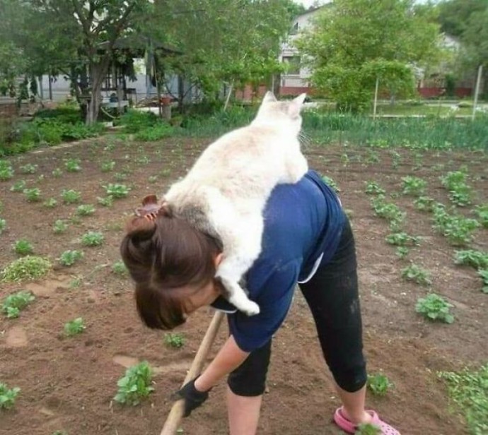 Meowtastic Posts to Bring You a Dose of Feline Goodness