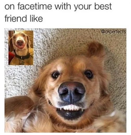 Funny Memes for True Dog People