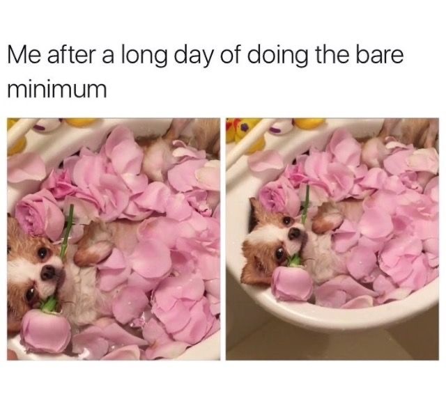 So Funny and True Dog Memes You Definitely Need to See