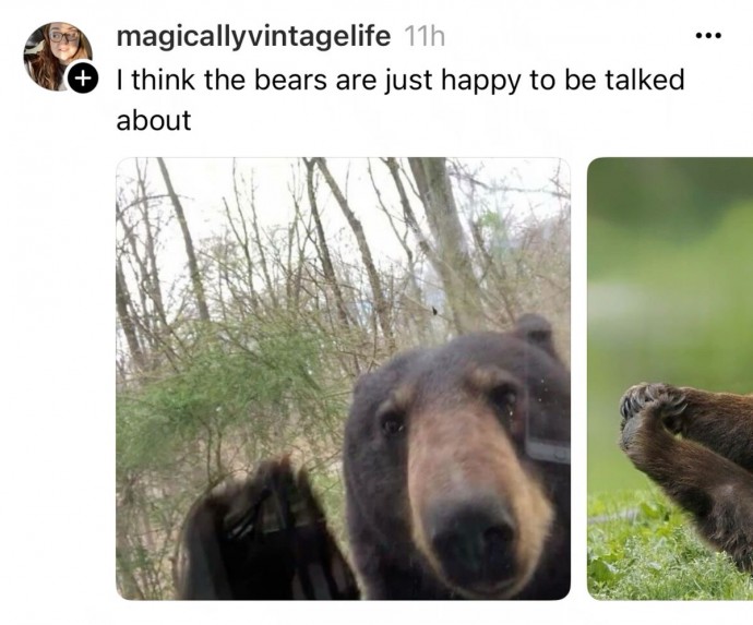 The Funniest Bear Pics to Make You Laugh a Bit