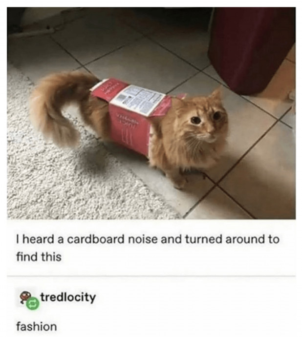 Some Funny Cats You Need Right Now