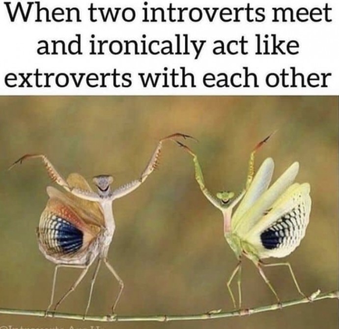 Painfully Accurate Animal Memes for Introverts
