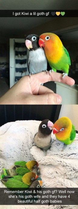 Cute and funny bird snapchats