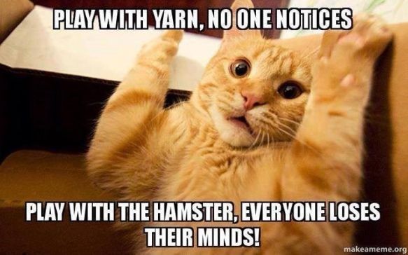 Some funny cats to make your day