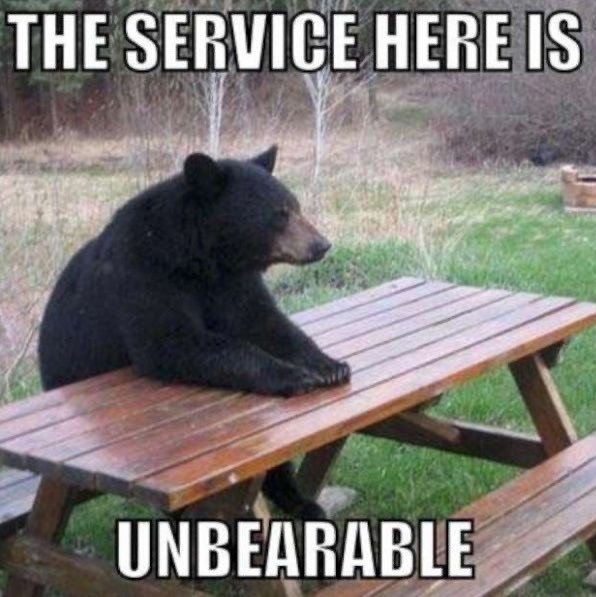 The Funniest Bear Pics to Make You Laugh a Bit