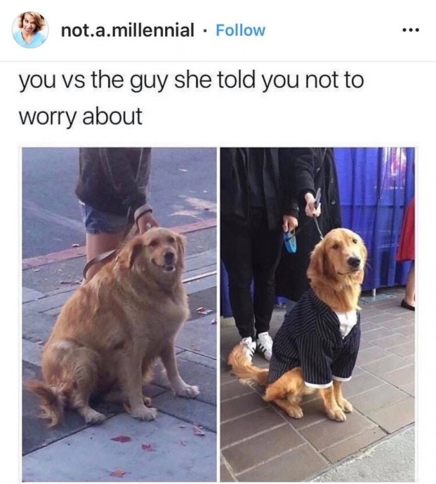 Dog Mood Lifting Memes for a Better Day