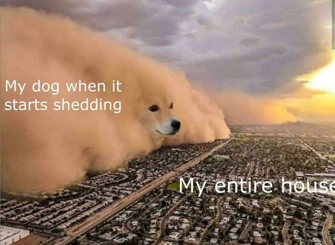 Relatable and Cute Dog Pics