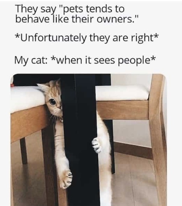 Painfully Accurate Animal Memes for Introverts