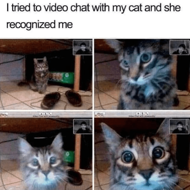 High Quality Cat Memes to Maintain Your Good Mood