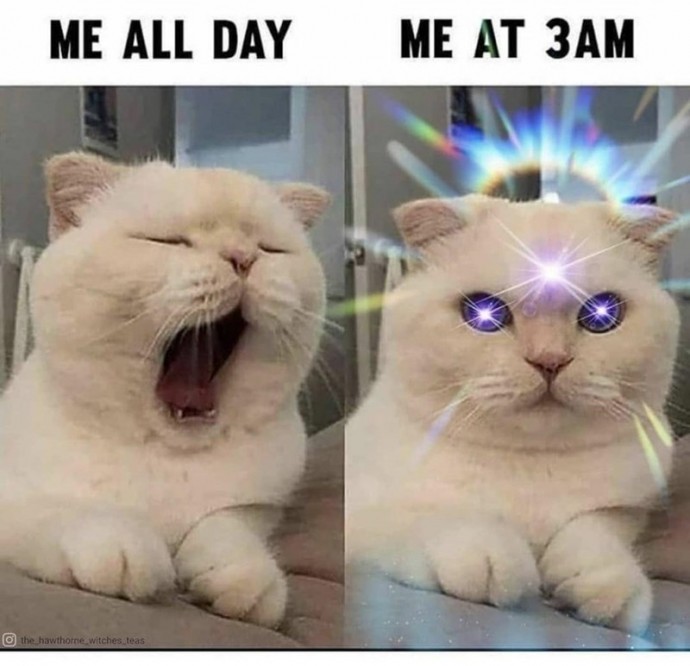 Hefty Dose of Funny Cat Memes for People Seeking a Cure for That Morning Melancholy
