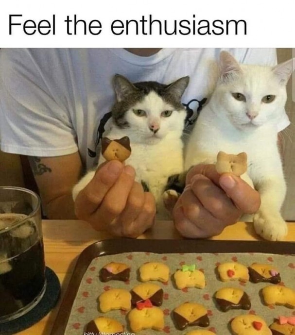 Cat Memes to Make You Smile