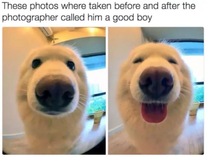 Top Dog Pics for a Good Day