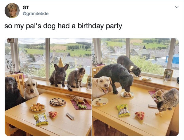 Some Great Pics of Pets Living Their Best Lives