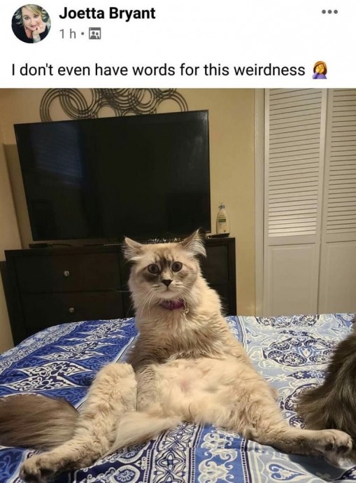 These cat memes are really good!