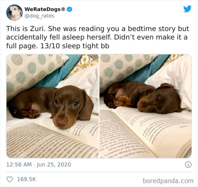 Funny Times People Hilariously Rated Their Dogs