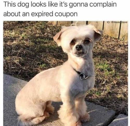 Fresh Animal Memes That Will Certainly Load You With Delight