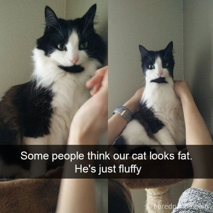 Some Funny Cat Snaps of the Day