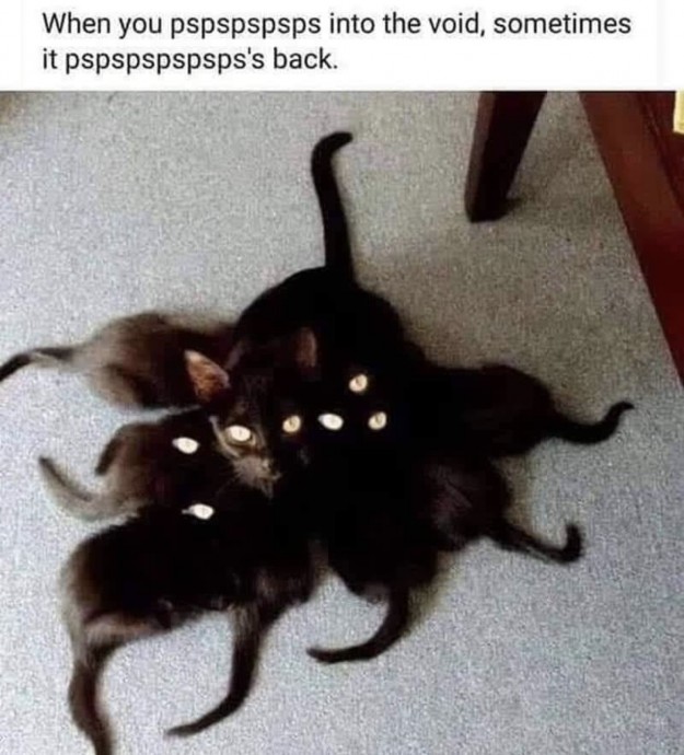 Cat Memes Will Bright up Your Weekend Updated