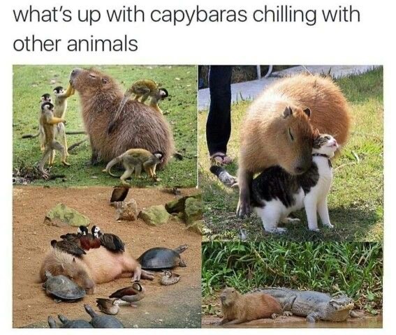 Casually Funny Memes to Replace the Boredom