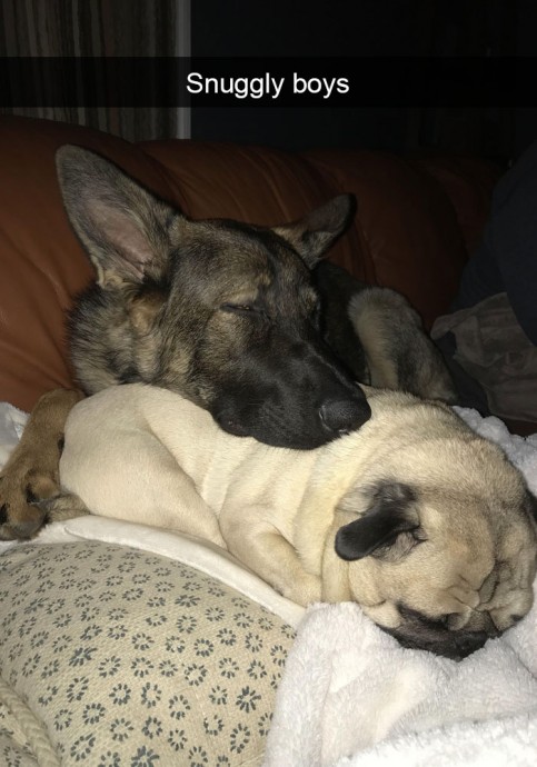 Funny and Cute Dog Snapchats That Will Make Your Day