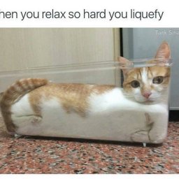 It's caturday!