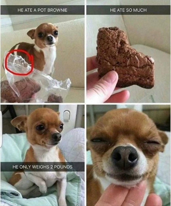 Funny Pics of Animals That You Will Like