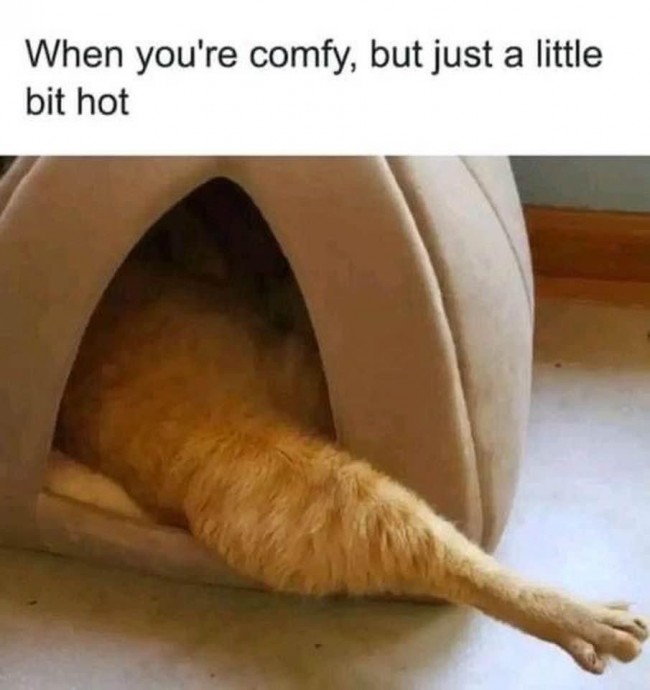 Funny Animal Memes That are Just Cool