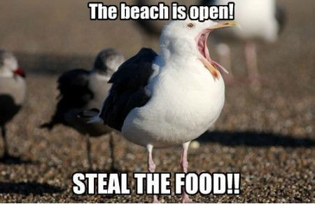 Funny Pics to Get You Into Summer Spirit
