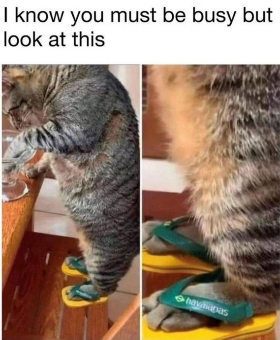 Purrrfect Cat Memes to Start Your Day With