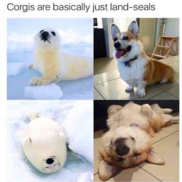 Cute Wholesome Animal Memes