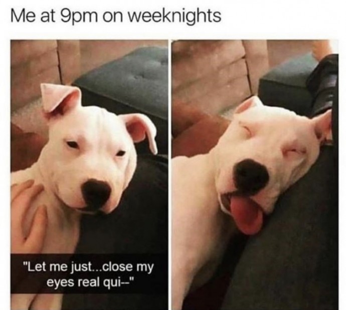 Doggies Memes for You to Have a Good Time