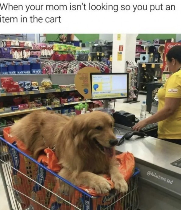 Totally Wholesome Doggo Memes