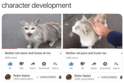 Lovely Cat Memes of the Day