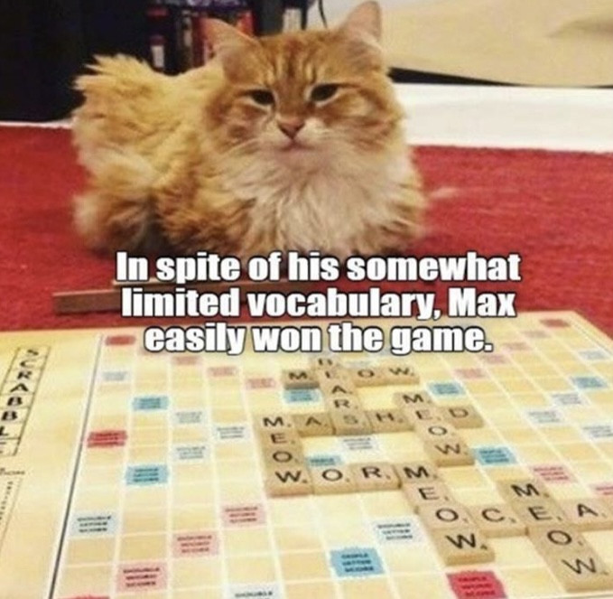 Funny Animal Pics of the Day