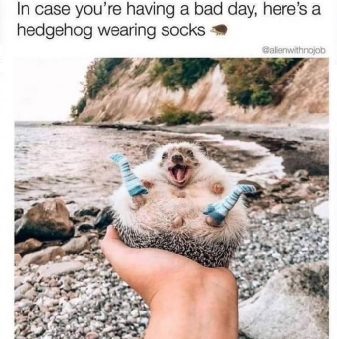 Wonderful Hedgehog Memes to Scroll Through