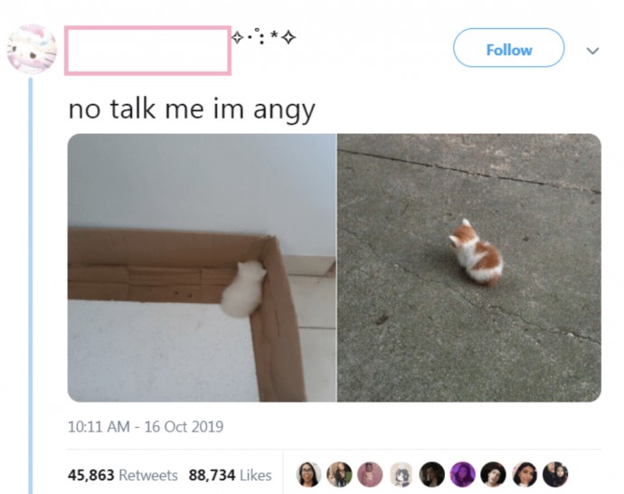 Funny Feline Memes for Crazy Cat People